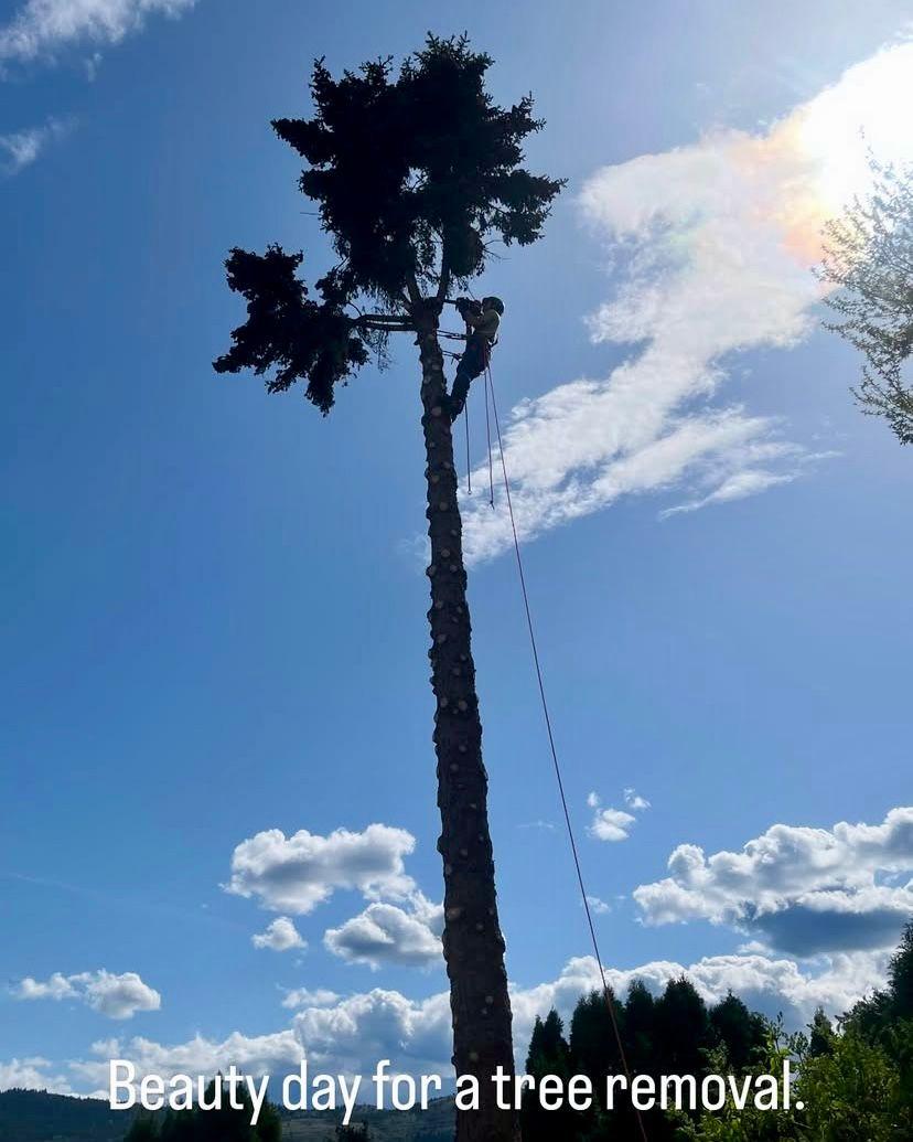 tree services landscaping fire safety firesmart tree removal
