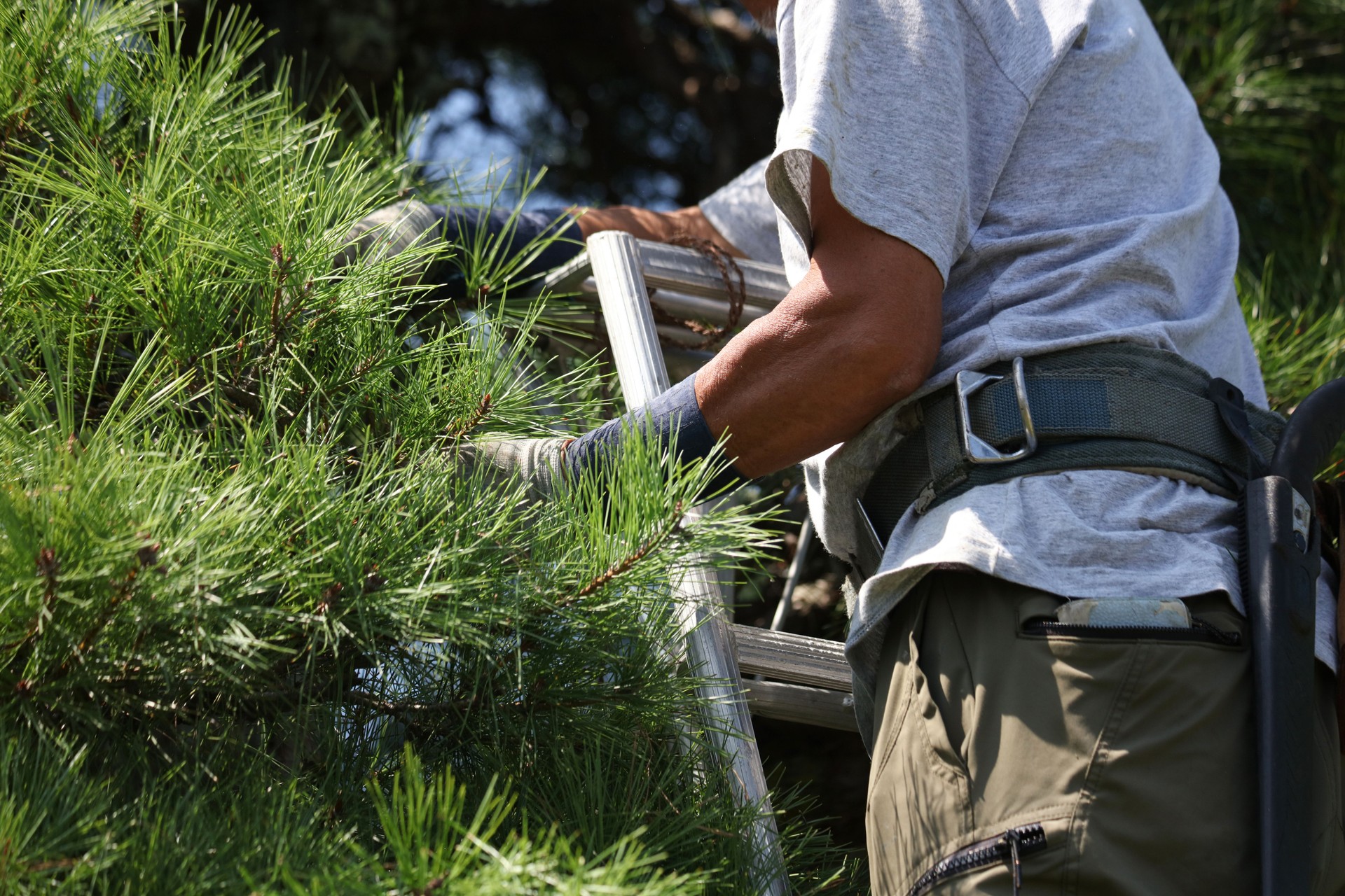 A man taking care of garden trees