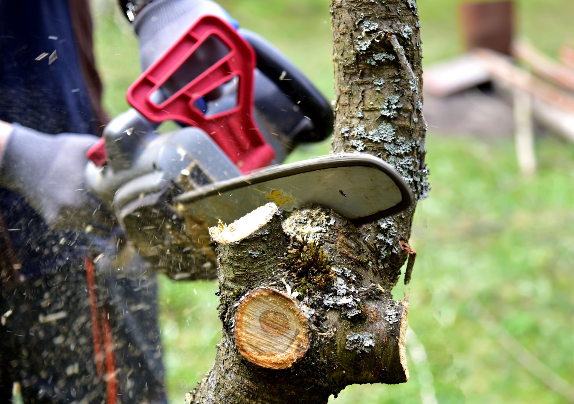Professional gardener cuts branches on a old tree, with using a chain saw. Trimming trees with chainsaw in backyard home. Cutting firewood in village.