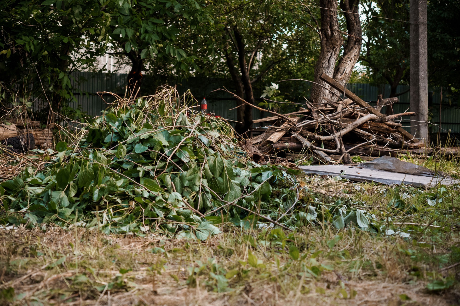 Lush Greenery and Natural Debris in a Tranquil Outdoor Setting